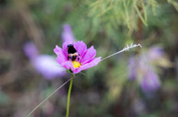 コスモスの蜜を吸う蜂