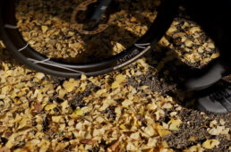 柏原宿の神社の銀杏の葉