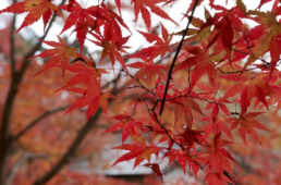 紅葉