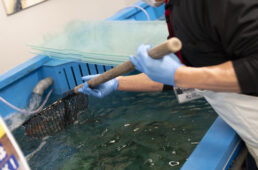 海鮮マーケットの生簀