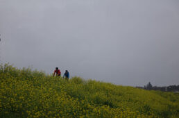 小貝川の堤防の菜の花