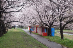 福岡堰さくら公園