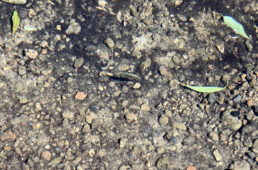 絶滅危惧種のハリヨ