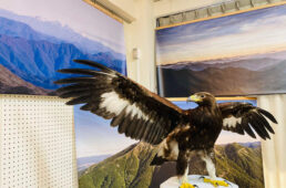 イヌワシの剥製