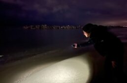 ホタルイカを探す