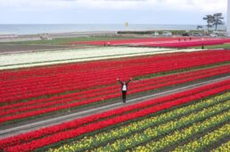 入善フラワーロードのチューリップ畑