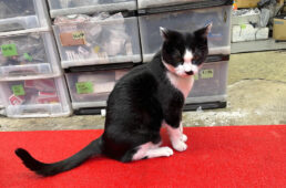 サイクルショップフクハマの猫