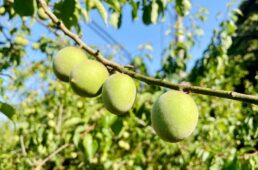 三方五湖周辺の梅