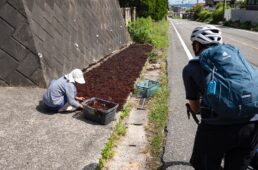 テングサを干す女性
