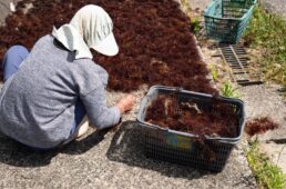 テングサを干す女性