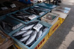 勝浦の朝市に並ぶ鮮魚