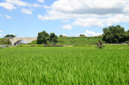 福10ルート：筑後平野の水田風景