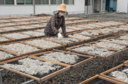 名物のしらすが売られていた