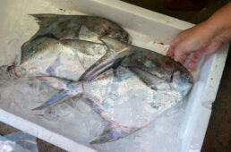 魚屋で購入したもの