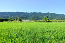 水田から見る耳納連山
