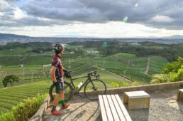 福10ルート：八女中央大茶園