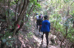 フェニックス褶曲へ向かう森の中の小道