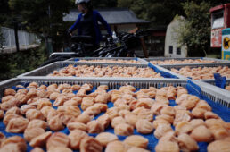 紀州梅の天日干し