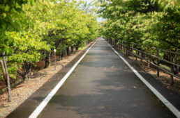 林の中に続く自転車道