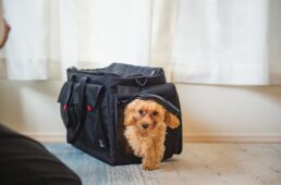 ブロペットキャリーバッグ