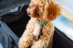 ブロペットキャリーバッグ