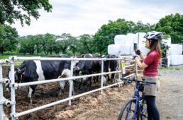 榎本牧場で牛の写真を撮るなななさん