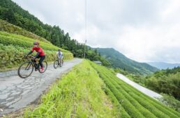 茶畑の間を疾走する