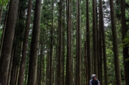 杉の植林の中を気持ちよくライド