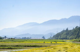 第4エイド〜第5エイド間、須玉地区の水田