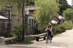 石畳と柳の並木