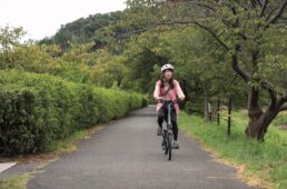 河津桜の並木道