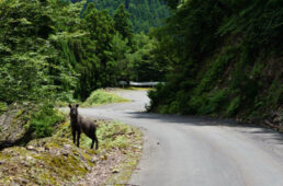 ニホンカモシカ