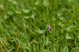 一輪だけ咲く花
