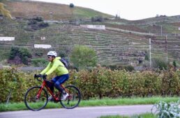 ワイン農園の丘