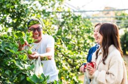 レモンの葉をちぎる