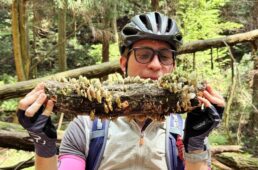 それはトウモロコシではありません