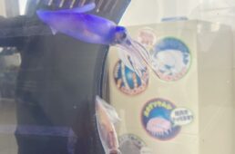 ほたるいかミュージアム