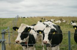 十勝グラベル　パナレーサー