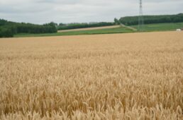 十勝グラベル　パナレーサー