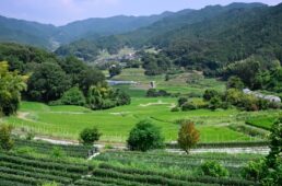 祝戸の登りから眺めた棚田