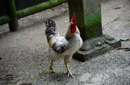 御神鶏