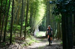 竹林の中を走るシシャチョー