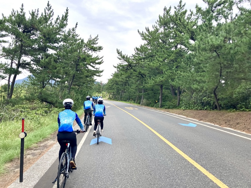 防風林の間を走る