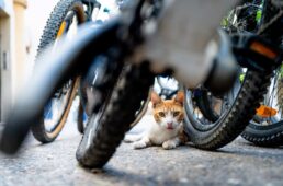 2026ニャンクルスポーツカレンダー募集