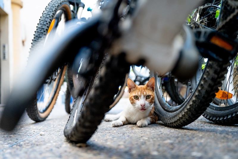 2026ニャンクルスポーツカレンダー募集