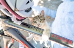 ニャンクルスポーツ2026カレンダー表紙