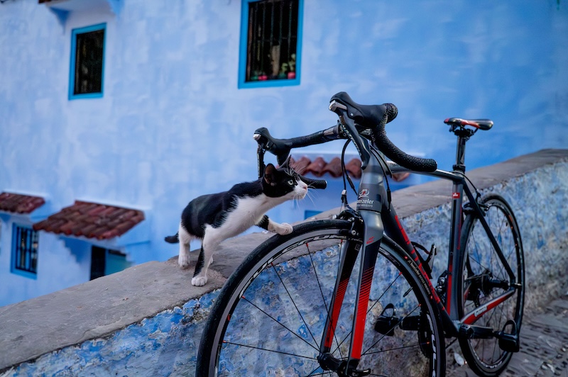 ニャンクルスポーツ2026カレンダー