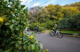 柑橘ロードを走る