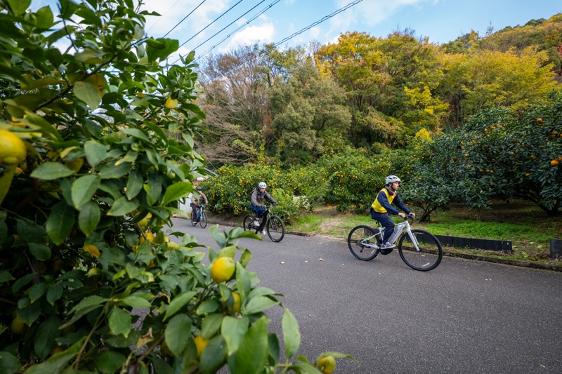 柑橘ロードを走る