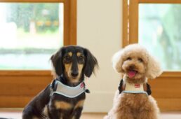 イージーフィットハーネス